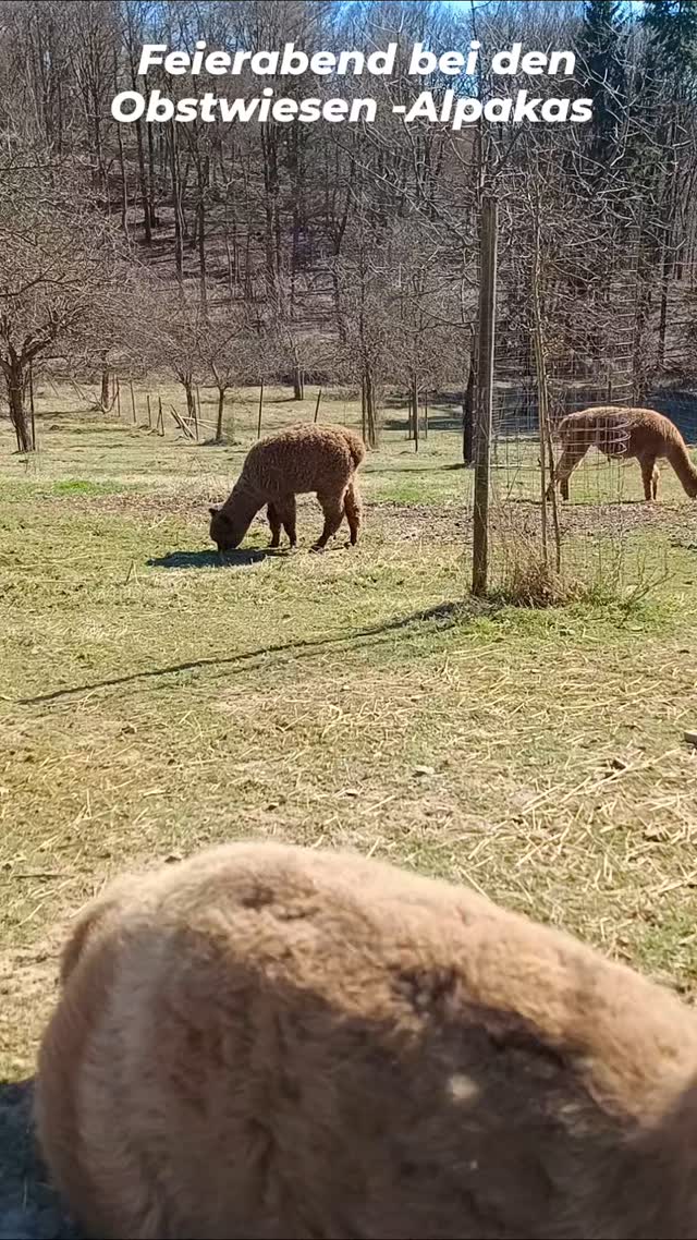 Was für ein herrlicher Tag! Was für ein ruhiger Feierabend!
#pepperdasobstwiesenalpaka #alpaka #badmünstereifel #obstwiesenalpakas #alpakasofinstagram #bonn #euskirchen #alpaca #alpacasofinstagram #cologne #feierabend #herrlich #ruhe #sonne
