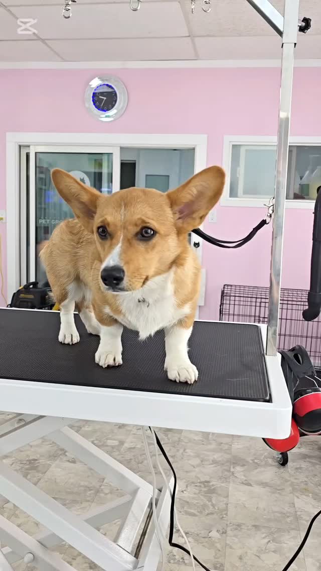 Sweet little Nugget 😍#tsawwassen #petgroomingvancouver #catgrooming #pergroomingsalon #groomingcanada #groomingday #doggroomer #groomingvancouver #groomersdog #corgi #corgis #corgigrooming #tsawwassen #tsawwassensprings #tsawwassenbc #tsawwassenshopping #ladner #ladnerbusinessassociation #ladnervillagemarket