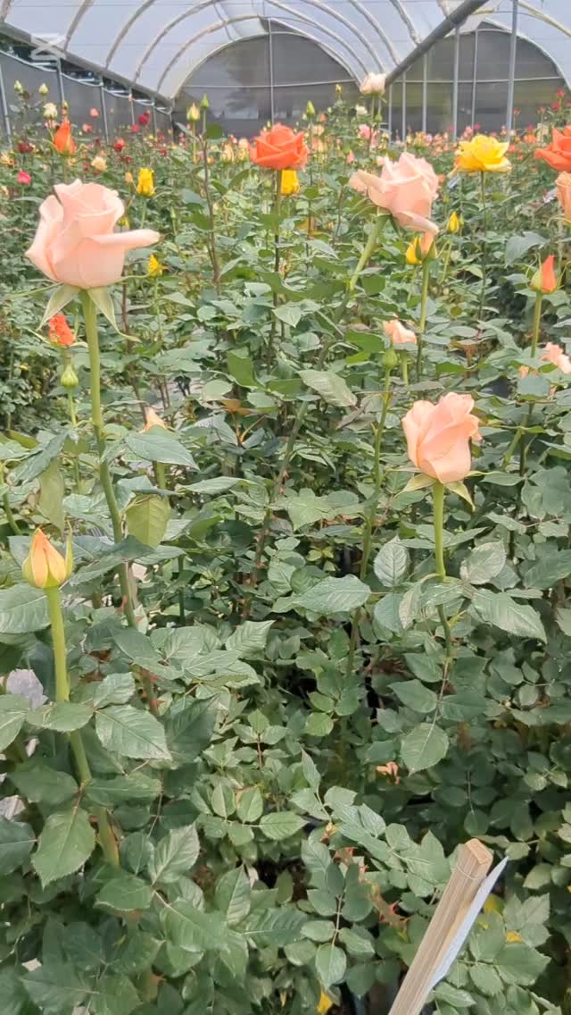 It is impressive to see the entire process of creating a variety. The technical process, with attention to every detail, leads to a majestic result. Here, the value of a rose is understood: so many years of research, technical development, care, cultivation, packaging, transportation, and so on..
The best roses are grown in Ecuador..
#theflowersofecuador #plantec #ecuadorysusflores #floriculturaecuatoriana #thebestroses #quality #breeders #roses