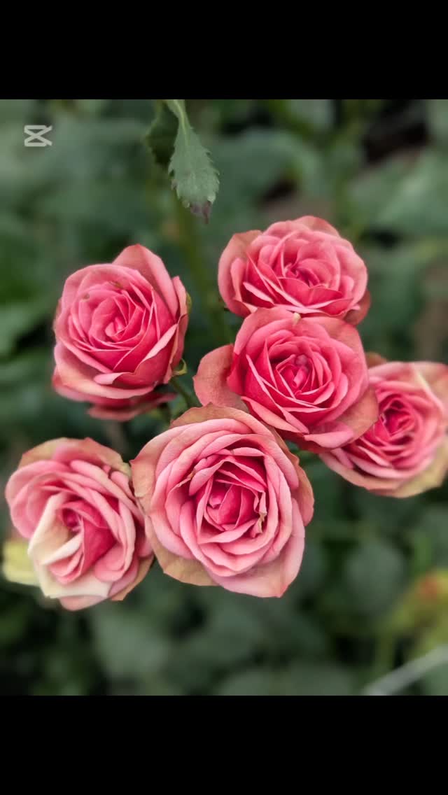 It is a luxury to be so close and witness such incredible work. We are impressed by the variety and beauty of what is cultivated in Ecuador. At @nirp.roses, we found an extensive and exciting range of Spray rose varieties. It is truly a delight and pleasure to be surrounded by such special and unique roses. These roses must reach the whole world!!
#theflowersofecuador #ecuadorysusflores #floriculturaecuatoriana #breeding #sprayroses #innovation #ecuador