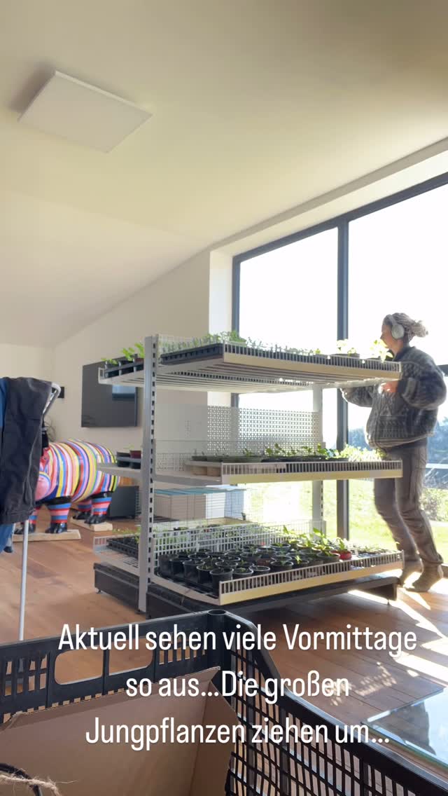 Der Frühling rückt näher und jetzt kommt die Zeit des Jahres wo man quasi durcharbeiten kann 😅
Die großen Jungpflanzen ziehen um, neue Erde anmischen, säen, pikieren und das in rauen Mengen.
Ich mag diese Arbeit Mega gerne aber bin froh wenn in der nächsten Saison hoffentlich unser Anzuchtsgewächshaus steht, dann muss nicht mehr alles bei uns ins Wohnzimmer 🤣
Heißt aber so viel wie, es gibt die Saison wieder super coole Sorten und es ist auch einiges Neues mit dabei.
Die Girls stellen sich auch schon ganz gut beim pikieren an, also vielleicht gibt’s dann auch Unterstützung. Steht noch einiges auf der Liste
#permakultur #passau #regional #jungpflanzen #jungpflanzenanzucht #diy #saatgut #saat #gemüse #gemüsepflanzen #gemüseanbau #mom #mama #zukunft #kids #ernährung #lebensmittel #essen #bauernhof