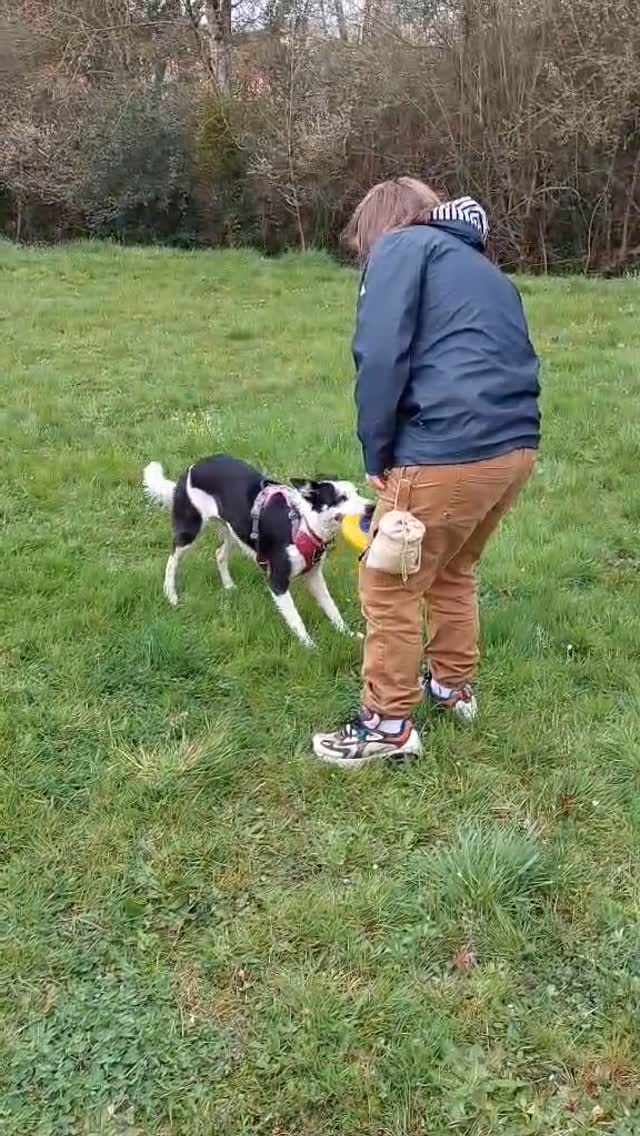 Scarlett en mode slalom, qui s’amuse le plus entre elle et moi, je ne sais pas 🫣🐾
______________
Www.surixpets.com
#petsitter #gardechien #promenade #agility #nantes #dogsitter