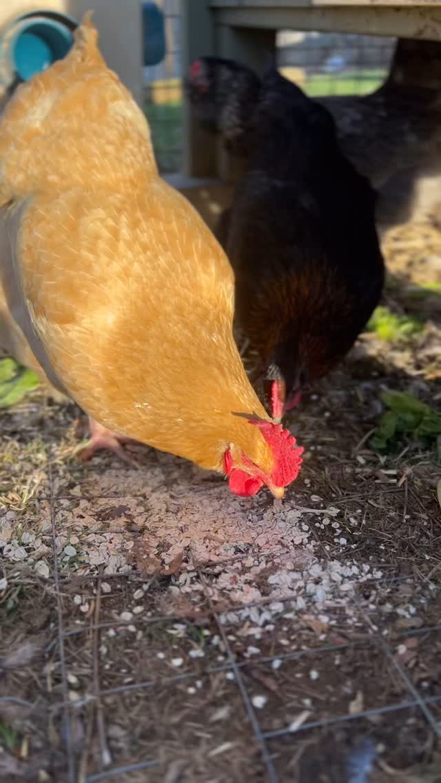 Giving the girls a little after dinner treat 🌾
