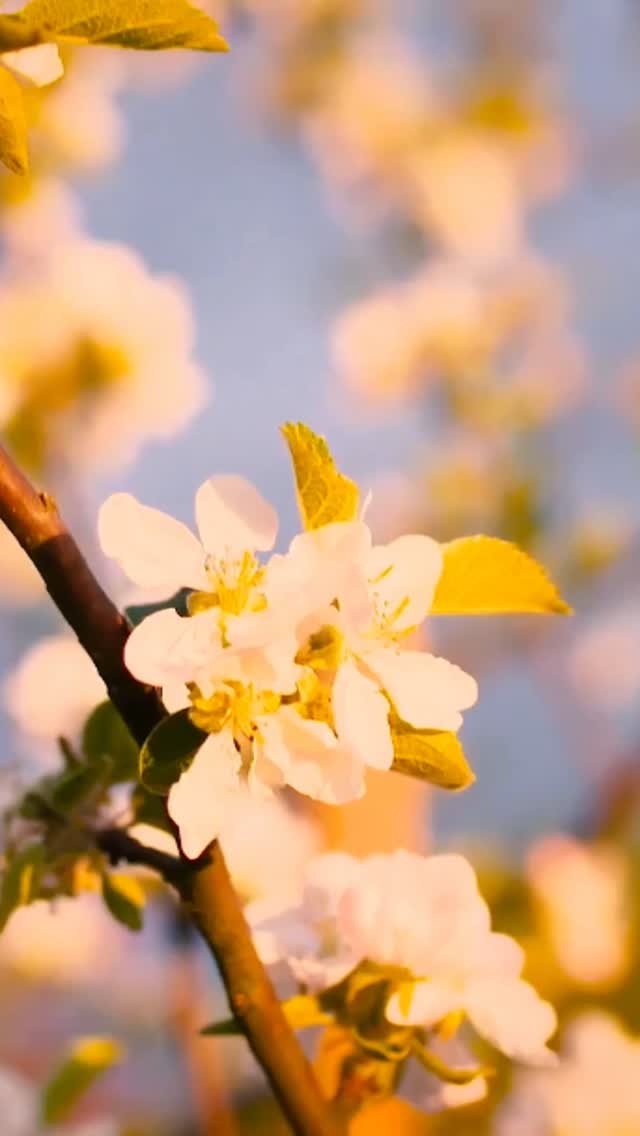 Refresh your Garden ! 🪷🌺🌱 Spring is the perfect time to transform your outdoor space! We specialise in garden design, landscaping, and maintenance to bring new life to your garden. Whether you need a fresh planting scheme, a stylish patio, or a complete garden makeover, we’re here to help.
Get your garden spring-ready – contact us today! ✨
Www.thechelsealandscapegardener.com
.
.
.
.
.
.
.
#SpringGardens #GardenDesign #Landscaping #OutdoorLiving #chelsea #southkensington #fulham #gardenmaintenance #claphamcommon #plants #terracegarden #putney #london