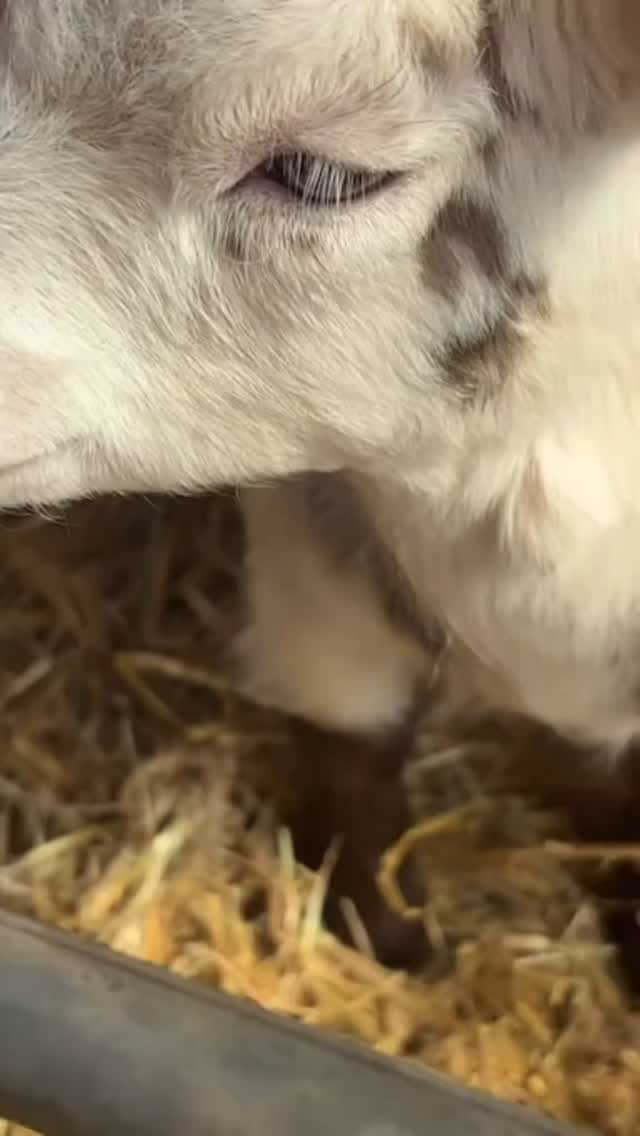 Nellie’s Facial time 🥰🩷
#babygoat
#pygmygoat #pygmykid #cutegoat #happyanimals #happygoats #cheshirefarm #alpacafarm #babyanimals #muchloved #goatfacial #northwestfarm #warrington #easterweekendfun #fyp #alpacawalk #woodlandsalpacafarm