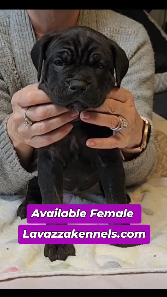 #dogsofinstagram #canecorso #dogkennel #doglife #doggo #cutedogs #rehoming #availablepuppies #doggyeyes #akc #canecorso #canecorsoofinstagram #canecorsofans #canecorsolife #canecorsolover #canecorsopuppy #canecorsoloversofinstagram #canecorsoitaliano #canecorsokennel #availablepuppies #canecorsopuppies #dogsofinstagram #rehoming #akcgrandchampion #dogoftheday #doggo #doggram #doggyeyes #cuteanimals #cutedogs #dogloversofinstagram #dogkennel #dogbreeder #akcshowdog #akcchampion #AKCshow