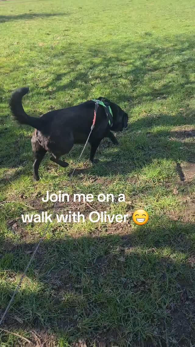 A lovely sunny day to walk Oliver and then pamper him with a brush while he relaxes π