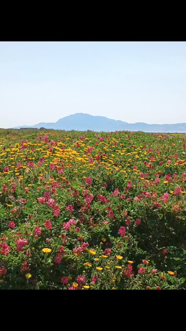 Wild flower season is coming up. Will it be better than ever after all the rain we've had? Book your room in High Flyers Kite House and come experience the natural wonder of Tarifa in Springtime.
#tarifa #wildflowers #hostal #primavera