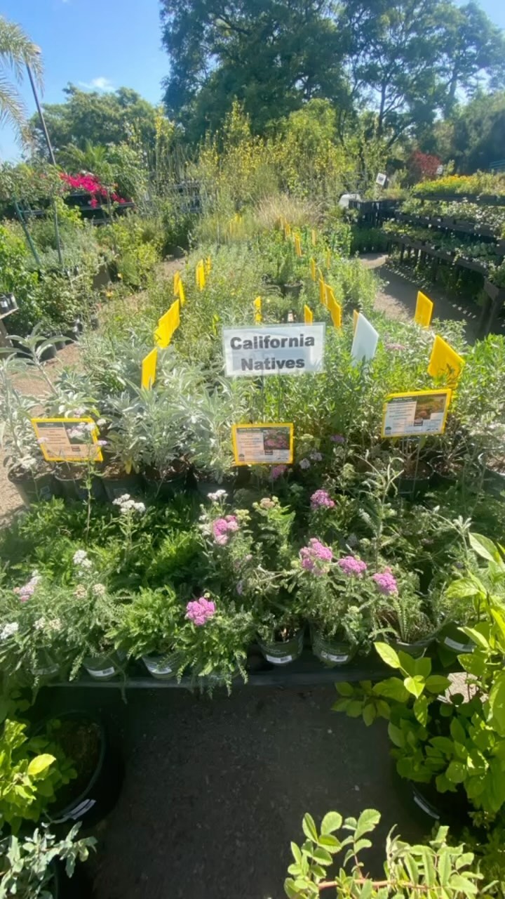 Just some of the magical plants, critters and people you may encounter at our retail partner stores.
โจ๐ฑ๐ฆ๐ฟ๐ป๐
We are super grateful for the wonderful people and community we have the pleasure of working with. Together, we are providing hardy yet beautiful California native plants, excellent customer service and restoring California landscapes, one garden at a time. โบ๏ธ๐๐ฉโ๐พ๐จโ๐พ
๐ธ๐ฆ: @chris.scape
#californianativeplants #restoringcaliforniahabitats #pollinators #walterandersennursery #moosacreeknatives #bethechangeplantnatives