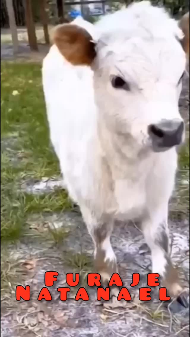 Vine primăvara şi curțile noastre se populează din nou cu animăluțe 🐥🐷🐑
Hrăniți-vă animalele cu ce este mai bun, ştiind că ceea ce mănâncă ele cel mai probabil va ajunge şi pe farfuria dumneavoastră. 🍳
Veniți la Natanael şi cumpărați furaje făcute pe moara proprie de furaje pentru
🐔 găini
🐥 pui
🦃 curcani
🐇 iepuri
🐷 porci/purcei
🐑 oi
🐮 vaci
#natanaelferma #furaje #natural #sanatate #moara #viata #animale #gaini #pui #curcani #iepuras #porc #vaci #