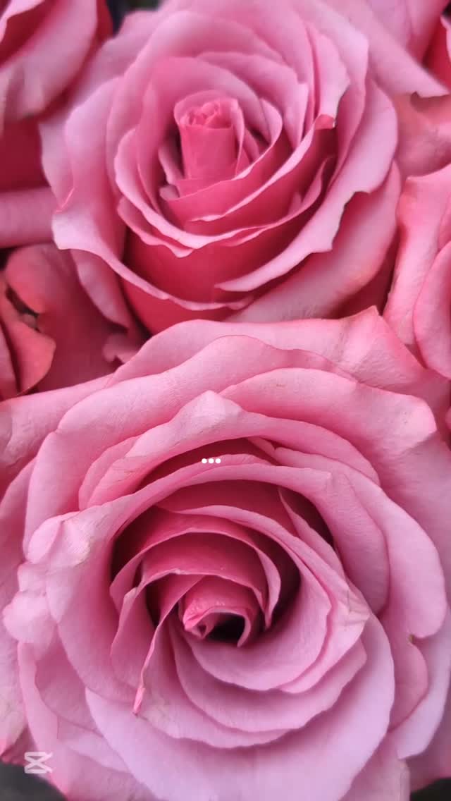 #theflowersofecuador #ecuadorysusflores #thebestroses #roses