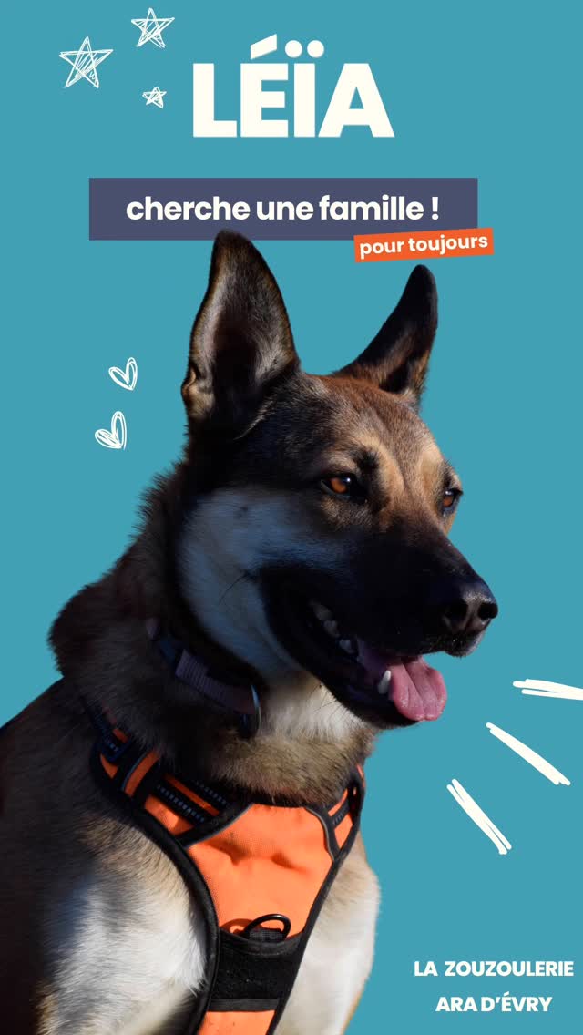 Je fais un post un peu différent aujourd’hui, mais qui reste dans l’esprit de La Zouzoulerie.
Notre objectif a toujours été d’aider les refuges et associations à placer des chiens, chats et équidés. Parce que même si on ne peut pas les soutenir financièrement, leur trouver une famille, c’est presque plus important. Leur mission, ce n’est pas de garder des chiens pendant des années, mais bien de leur offrir un nouveau départ.
On devait lancer cette initiative plus tard… mais parfois, les signes sont trop évidents pour attendre. Aujourd’hui, on veut mettre en lumière une chienne très spéciale : une des sœurs de notre Rhéa (la Zouzou). Et si on commence avec elle, ce n’est pas un hasard.
Elle mérite une famille qui lui correspond vraiment, et on fera tout pour l’aider, ainsi que l’association qui la prend en charge. Parce que ces chiens méritent énormément… et ça, on le sait bien ici.
🐾 On compte sur vous pour partager, commenter, aider cette merveille à trouver sa famille !
#AdoptionResponsable #ChienÀAdopter #FamillePourLaVie #Refuge #LaZouzoulerie #adopt #malinois #chienloup #chien
@jdoreofficiel @la_spa @fondationbrigittebardot
@ara.evry