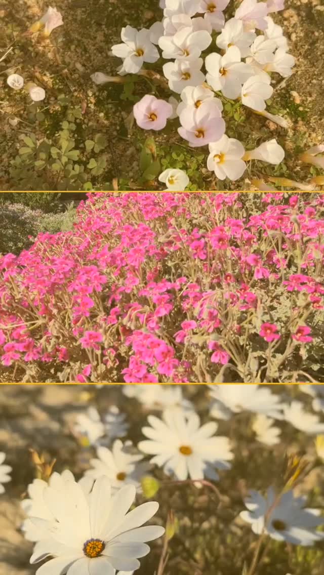 Rocklands season is on the horizon and our retreats are coming soon!
This year we invite you to:
🌸 Oxalis Oasis
13-15 June
🪻 Pelargonium Paradise
8-10 August
🏵️ Awaken in Asters
19-21 September
.
Watch this space for more details, coming soon.
Check out the 'Rocklands Weekend Retreats' link in our bio.
Or pop us a message - we'd love to answer your questions 🌞