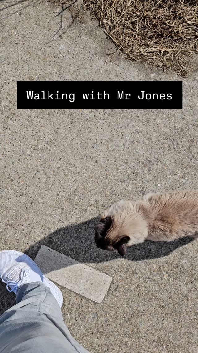 I walk my cat, because I can. 😆 #ragdoll #mrjones #walk #outside #sunny #breaktime
