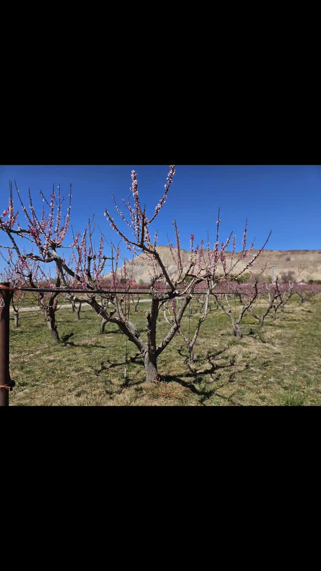 We love springtime in #palisadecolorado š
#gvgrapesandgrains #peaches #palisadepeaches #coloradowinecountry