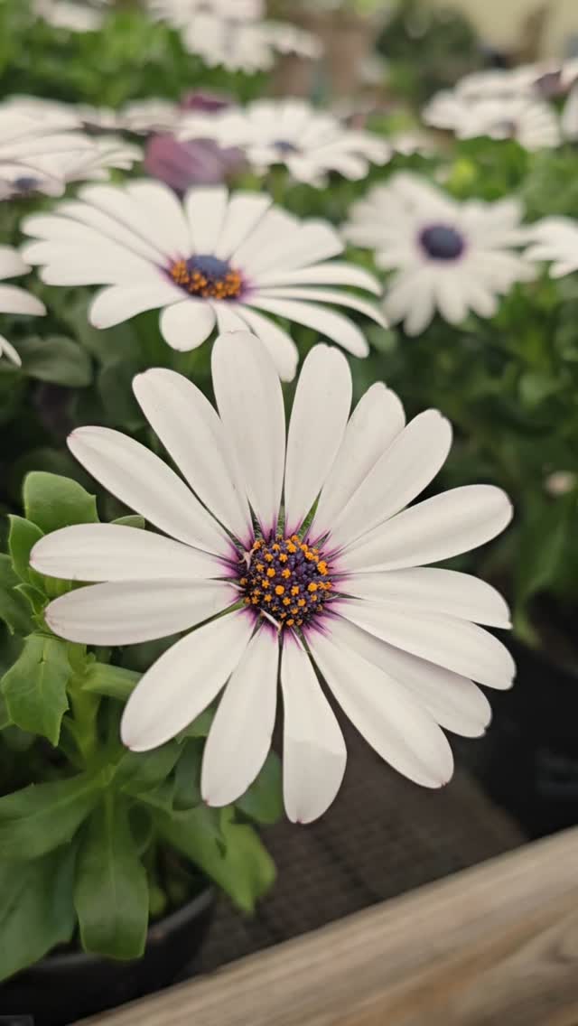 🌿✨ Spring is here! The perfect time to refresh your garden and make the most of the sunshine. Whether you need a stunning new design, expert planting, or regular maintenance, we’re here to bring your outdoor space to life! 🌸🌱
📞 Get in touch today and let’s create the garden of your dreams!
.
.
.
.
.
.
.
.
.
.
#SpringGarden #chelsea #fulham #claphamcommon #southkensington #landscape #Clapham #putney #GardenInspiration #GreenLiving #FloralInspiration #London #uk #GardenDesign #PlantingSeason #GardenInspiration #OutdoorLiving #GardenMaintenance #SpringVibes #UKGardens #LandscapeDesign #GreenSpaces