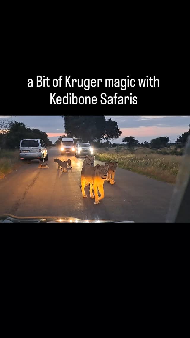 a Bit of Kruger magic 🦁🐾
Follow:👇
@kedibone_safaris
#lions #bigcats #big5 #malelion #krugersafari #naturewildlifephotography #specialmoments #kedibonesafarifamily #krugernationalpark
#bestsafaribyfar #gamedrives #wildlife #wildlifephotography #wildlifelovers #nature #natgeowild #besttimeever #wildographydudette #safariphoto #phalaborwaco #Africa #southafrica #girlpower #wedotourism #ilovesouthafrica
@krugernationalpark @phalaborwa.co.za @renataewaldwildlifephotography @meetsouthafrica