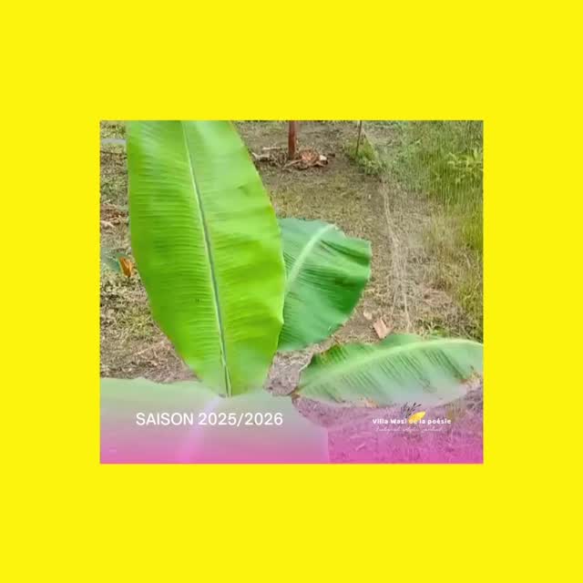 🌿Continuamos cuidando sus #árboles apadrinados, alimentando regularmente el suelo con abono y a principios de año plantamos nuevos plataneros de diferentes variedades: Manzana, Plátano ceda, Plátano bellaco y las Pildoritas. Pero también limoneros y naranjos. En los próximos meses nos prepararemos para plantar nuevas flores para las mariposas.
🌿Este trabajo se realiza en colaboración con Gladis, profesora en el Instituto de Educación Superior Tecnológico Público de Lagunas.