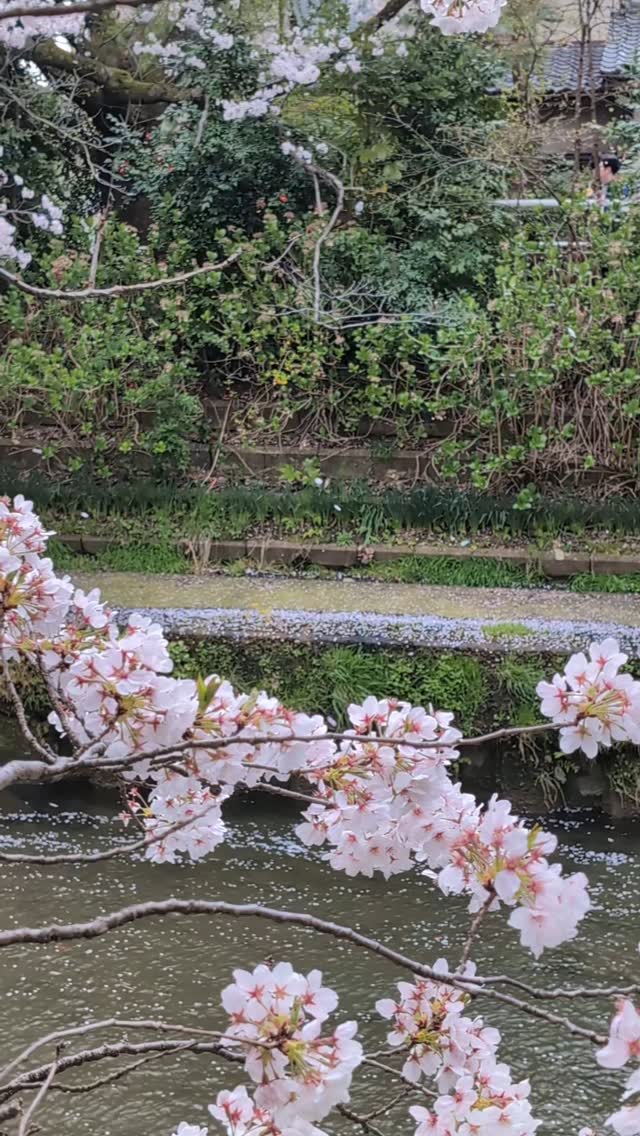 #いたち川沿いさくら🌸
今朝、さくら吹雪になりました。