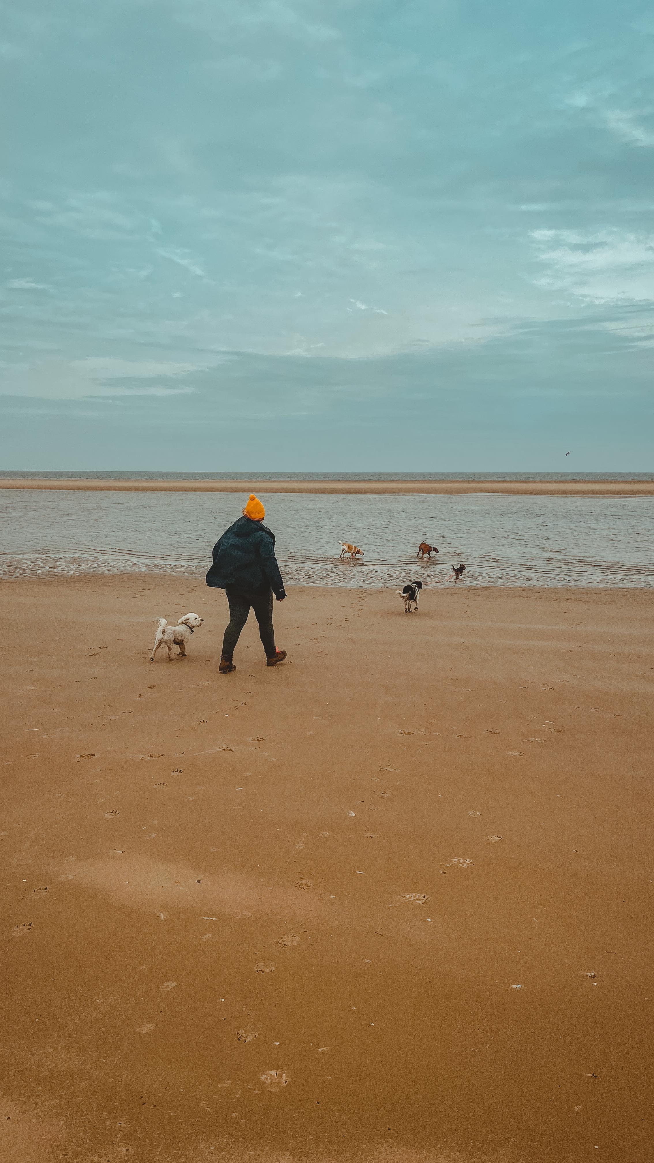 ✨ A D V E N T U R E D A Y ✨
We had SUCH a blast today at the beach 🥰. The doggies enjoyed every second of it and so did I ❤️. Here’s a little video I made of the day 🌊.
.
.
.
.
#dog_features #dogsofinstaworld #dogs_of_instagram #dogoftheday #dogsofinstagram #dogstagram #doglover #dog #dogs #doggy #doggo #doge #doggies #doggie #cute #dogwalker #dogwalking #norwichdogwalker #dogwalkernorwich #norwich #norfolk #dogpark