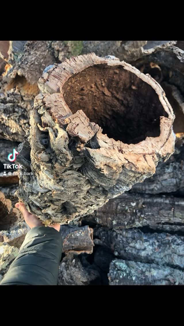 Cork Rounds
In bulk (for professionals and distributors) or in small boxes (for enthusiasts), these can be customized in length and selected by diameter.
They are harvested the traditional way, by hand and with the help of an axe, during the harvest season - June to September -, in harsh hot conditions.
Cork oak trees enjoy some rain during winter and spring seasons followed by hot, dry sunny days that make their skin possible and easier to pull, to pop and to extract.
This process does not harm the tree, if done properly by professionals and people with experience, because the axe cutting shall not hit the tree wood beneath the skin. If it hits the tree it causes a wound that will infect the tree and the following barks that will grow the following years and decades.
The axe cutting allows the cork to stretch and to get out from the tree trunk and branches.
Of course that what happens the most is the cork to come out not in a rounds shape but in the shape of flats or half rounds. But the flexibility of the cork and the perfect moment and conditions for extraction also bring these wonderful pieces of natural art.
#corkround #corkcicle #terra #terraria #terrariummaking #terrarium #petsoftiktok #petsupplies #naturalcork #vivarium #exoticpets #exoticpetsoftiktok #exoticpetcare #exoticanimals #reptile #isopods #tarantula #zoo #zootopia #petstore #petshop