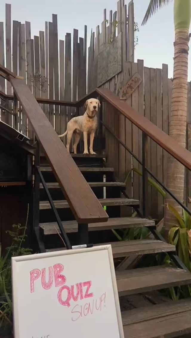 Did anybody say quizz night? 👀
Be sure not to miss our next one and our other adventures!
Ask reception for more info (both guests and outside people welcome)