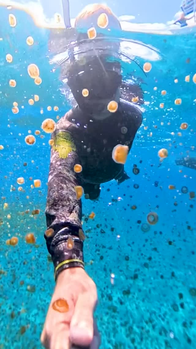Swimming with 1 million Jellyfish in The Bahamas. These rare thimble Jelly blooms only produce these massive swarms under perfect ocean conditions. From the boat it looked like a giant brown oil slick in the water and it wasn’t until I dived in I could see how thick and dense the thimble jellies were ! DO NOT TRY THIS AT HOME - Afterwards I was covered in Jellyfish stings and welts and blisters on my extremities!!! The thimble jellyfish is found in the tropical and subtropical western Atlantic Ocean, particularly around the West Indies and the Bahamas. Although it can occur in warm surface waters, it has been found at depths down to about 5,000 m (16,000 ft). Filmed on a Insta360 X4 @insta360 #jellyfish#jellies #underwatercamera #thimble #freediver #freedivephotography #freediverlife #freedivers #thimblejelly #squishy#cnidarian #bimini #bahamas #underwatercameraman #scubadiving #sting #underwaterphotography #onebreath #travel #insta360 #insta360x4 #travelphotography #360 #vr #viralreels #wanderlust #donottrythisathome #danger