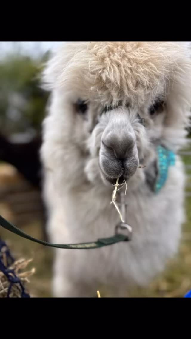 Little Easter outing for the cool gang! 🦙🐰💕#easterday #alpacas #alpacadayout #funtime #easterevent #hirealpacas #warringtonalpacas #alpacavisit #alpacameetandgreet #woodlandalpacas
