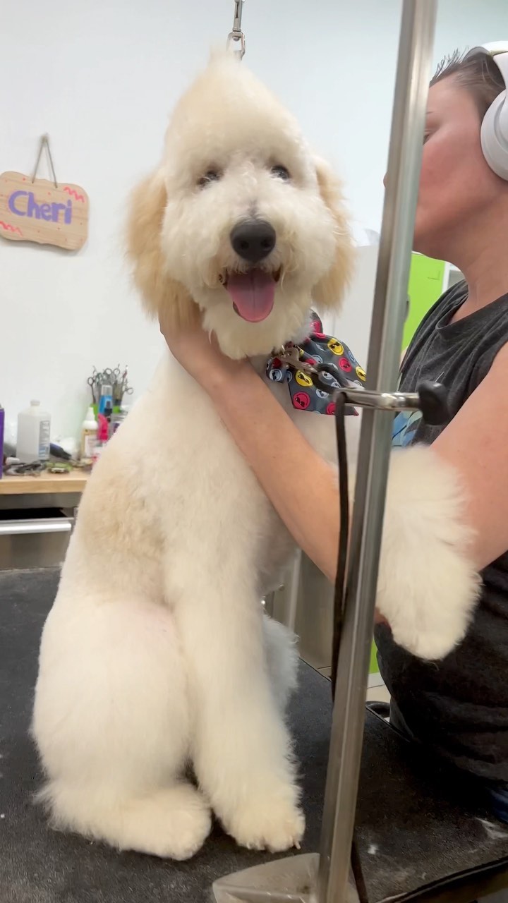 Puppies get to have fun too! Schedule online or give us a call and let our groomers know any special requests… like a Mohawk! 🤘🏼