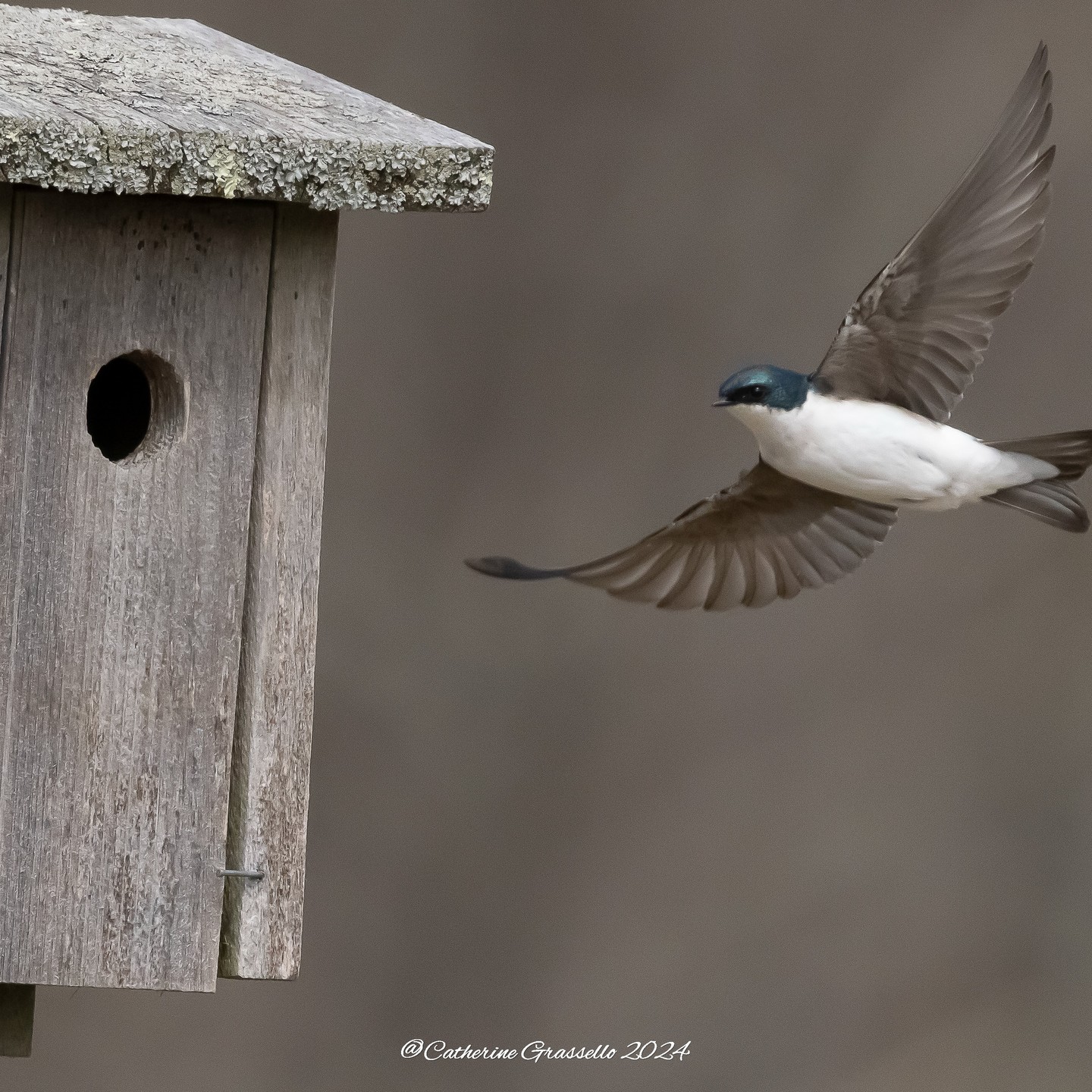 Tree Swallows' Dance
