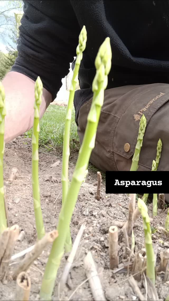 Only the freshest asparagus crosses these pirate lips!