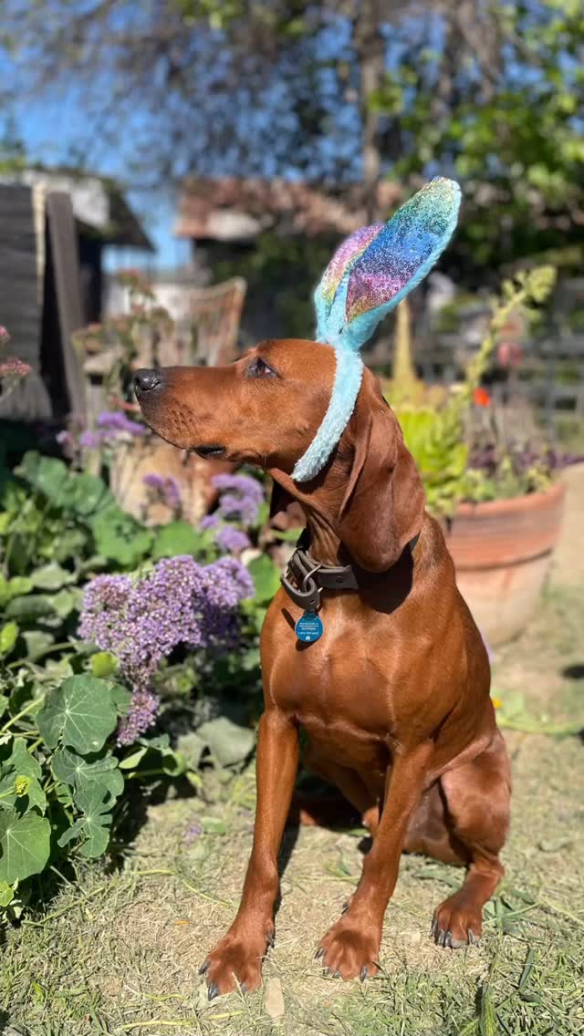 Happy Easter from our real good dogs❣️