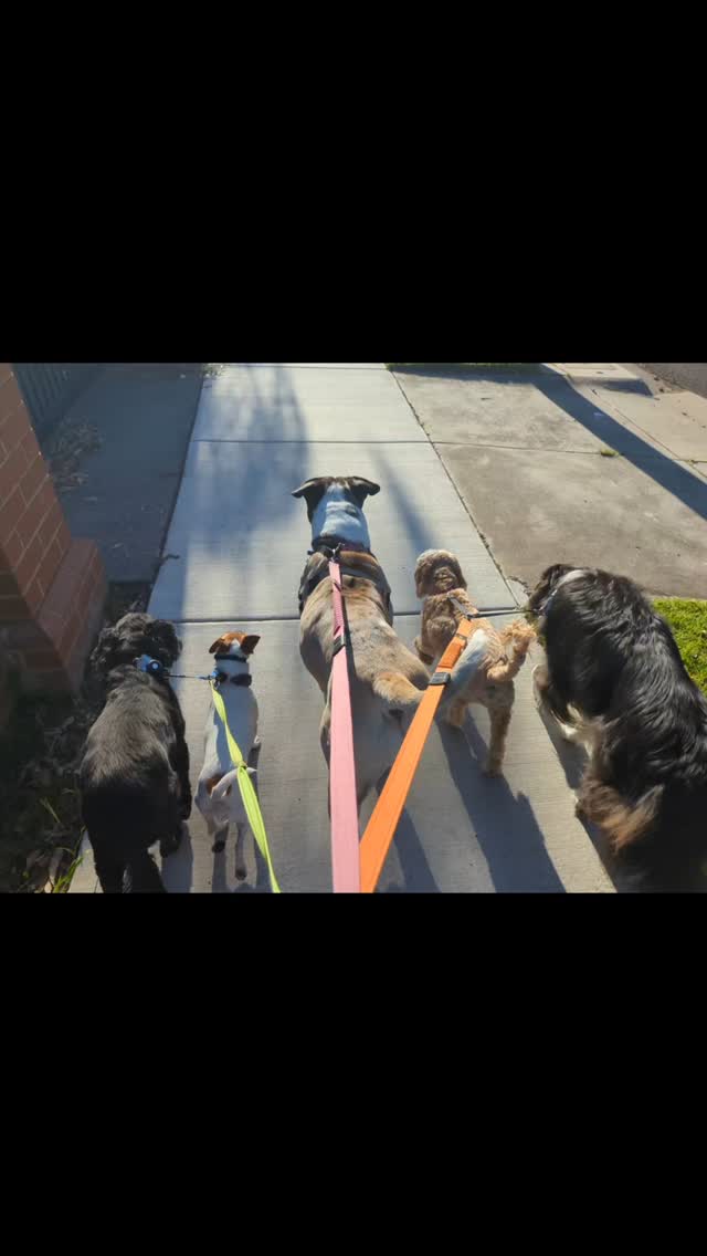 Bella, Laila, MooMoo, Archie and Sunny 🪿🪿🪿