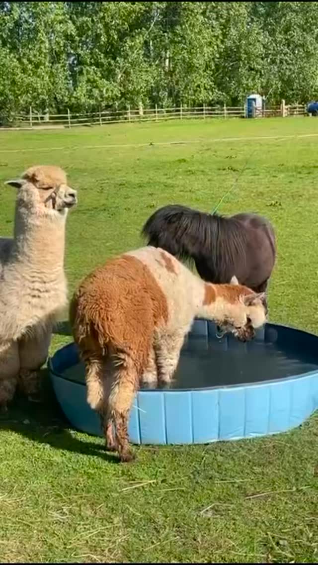 Dreamy Days 🩷
#alpacas #alpacawalk
#cheshirefarm #warringtonalpacas #happypiglets #minaturehorse #fyp #northwest #bankholiday #thingstodowarrington #cuteday #daydate #woodlandsalpacafarm