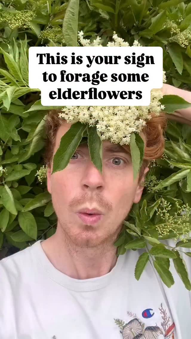 Save this elderflower and rose petal cordial recipe! It went down VERY WELL last year. Elderflowers are taking over and there isn’t a better foraged drink.
Did I use a lot of sugar? Yes. But I did also make like 6 litres of the stuff so give me a break. Repost
#foraging #elderflower #wilddrinks #wildflowers #cocktails