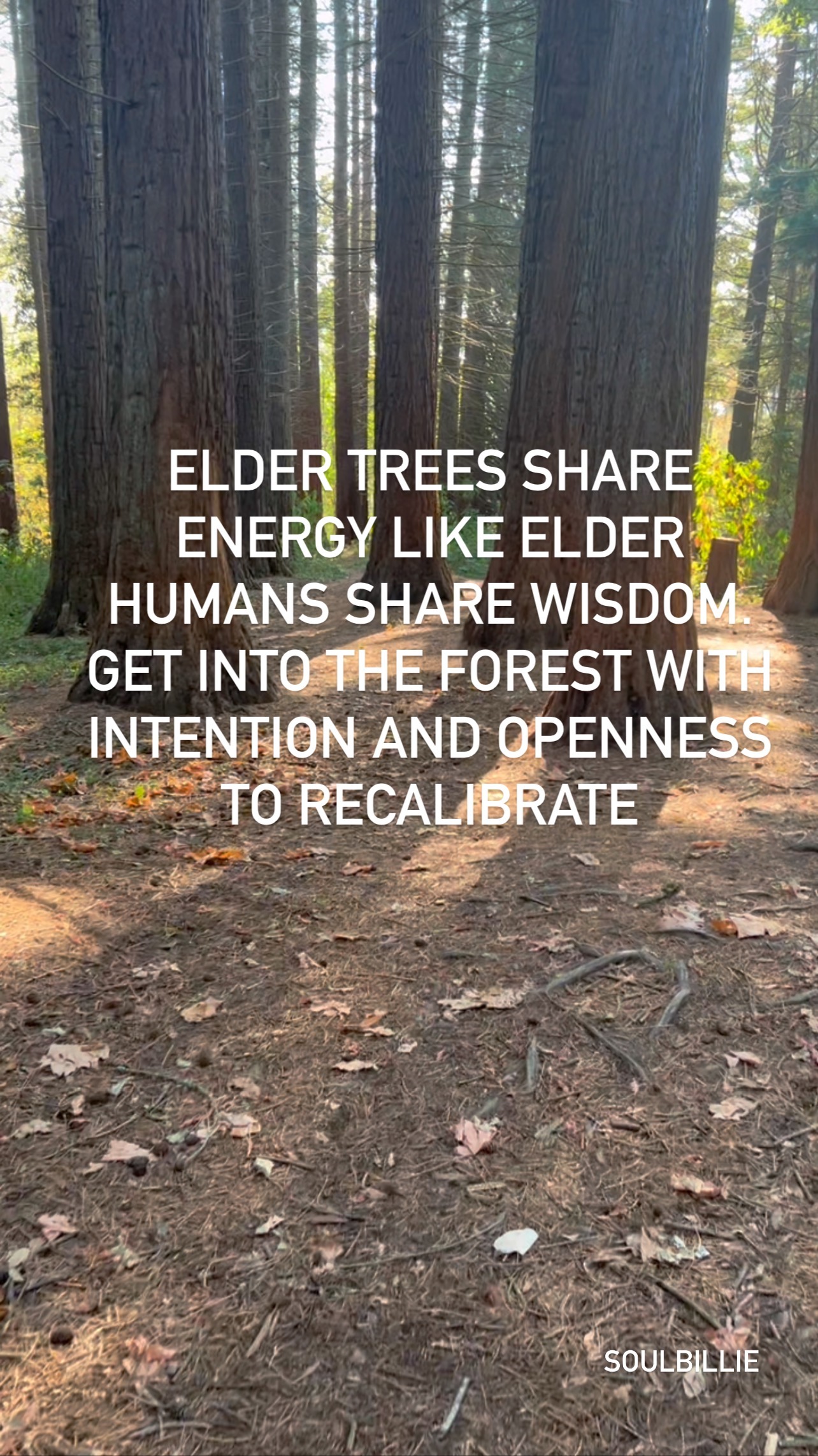 My walk in the forest was magical today. Downloads of wisdom.
#perspective #forestbathing #trees #lowercortisol #lowerbloodpressure #bettermind #wisdom #elders #recalibrate #feelgood