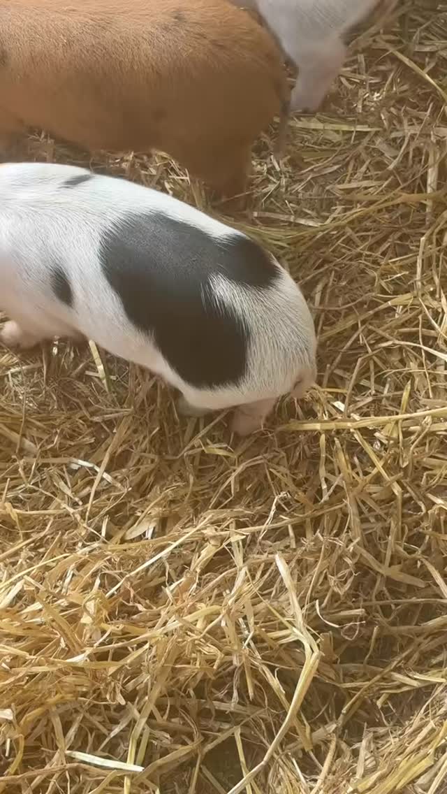 Wagging tails & Happy Hearts 🤗
.....honestly... these little happy tails
melt my heart 💕
#happy #happypig
#happypiglets #cutepig #piggies #farmlife #cheshirefarm #alpacawalkfarm #northwestfarm #cutedateideas #fyp #pigsoftiktok #woodlandsalpacafarm