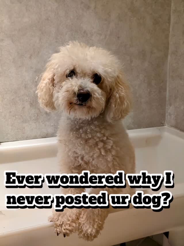 I'm sorryyyy 🙏
#doggroomerstruggles #thestruggleisreal😂 #doggroomer #hundefriseur