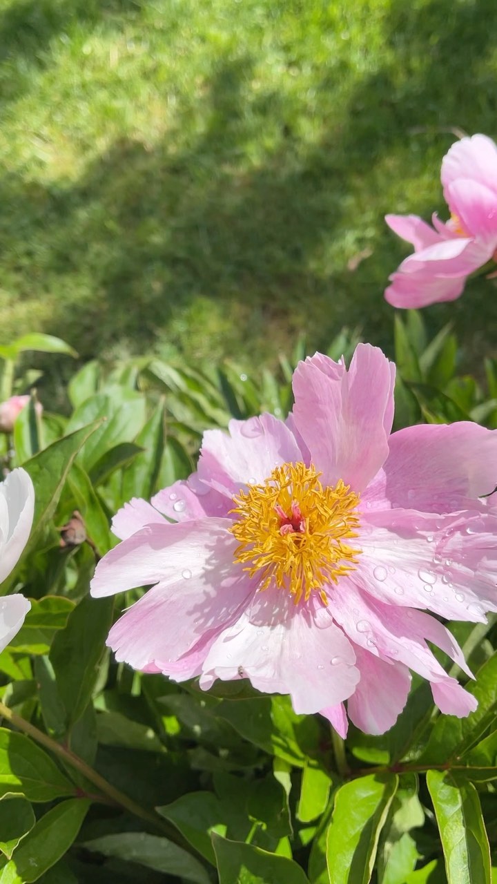 Pfingstrosen in ihrer vollen Pracht 🙏🌸
#pfingstrosen #blüten #blütenzauber #flowers #garten #gartengestaltung #gartenliebe