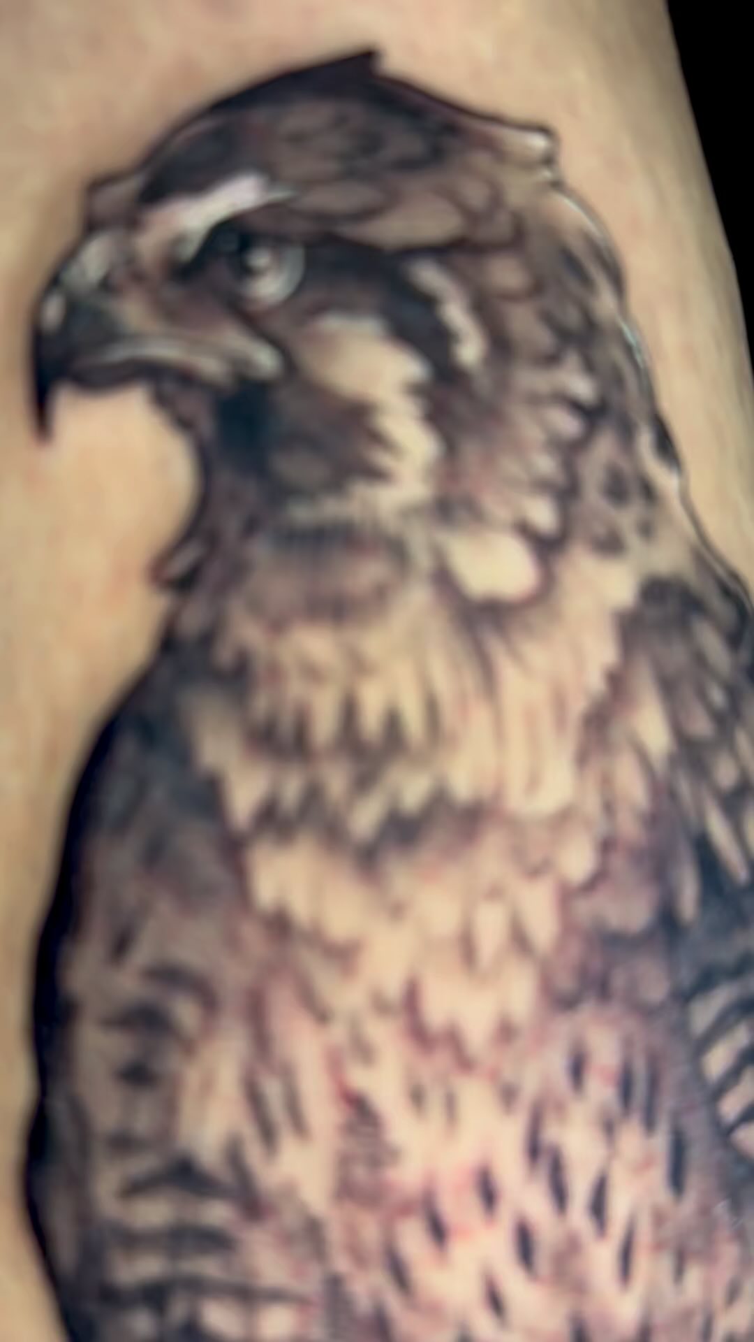 Hawk for a really fun client!
#denvertattooartist #denvertattoo #coloradotattooartist #womentattooartists #hawk #colorado #blackandwhite