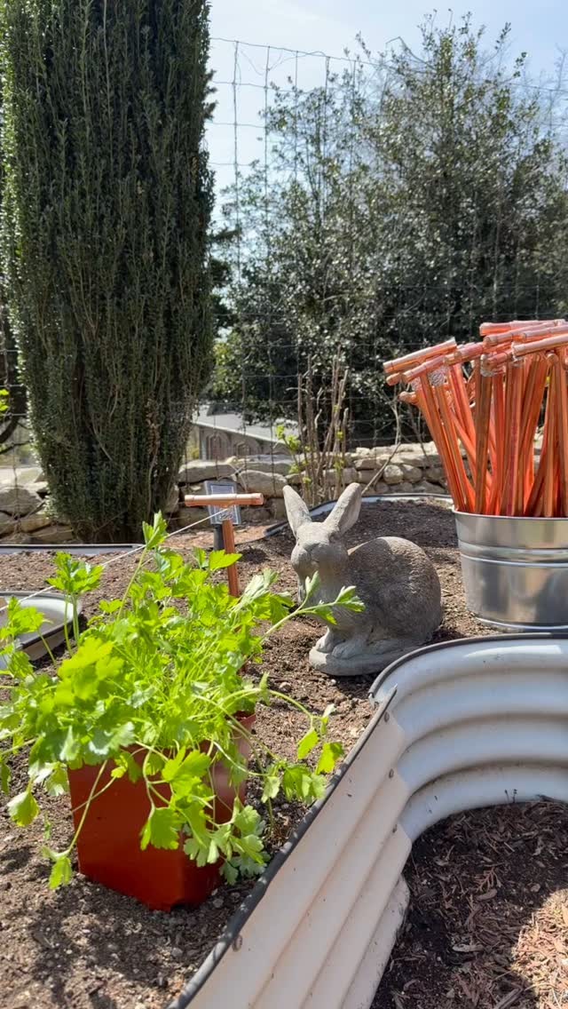 Structure gives way to soil. Plans yield to patience.
.
.
#homegardening #edwardianstyle #architectdesigned #vegtablegarden #plantstakes #copperproject #luxurylifestyle #landscapedesign #housedesign #finehomebuilding @gilbertiesorganics #customhomes #vegtablegarden
.
.
@andrewbartolotta_aia