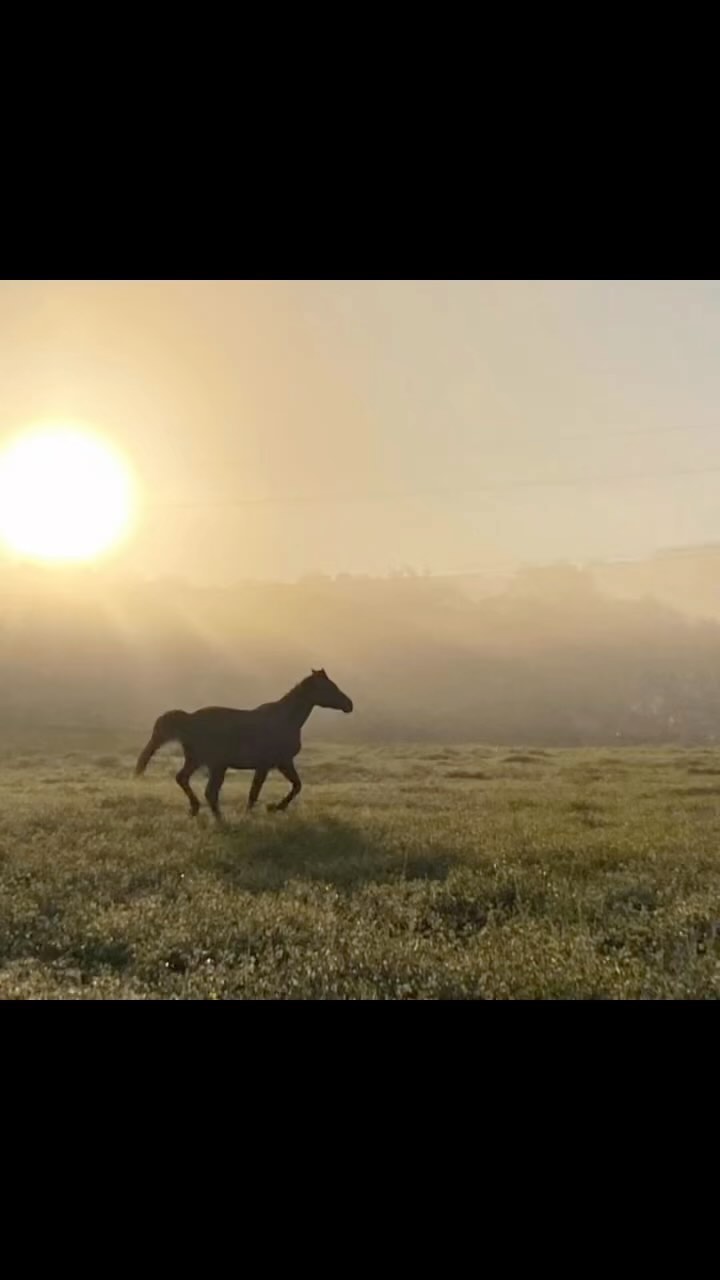 Sometimes “made for you” reels are just too good NOT to post! 😍 #blazerfarm