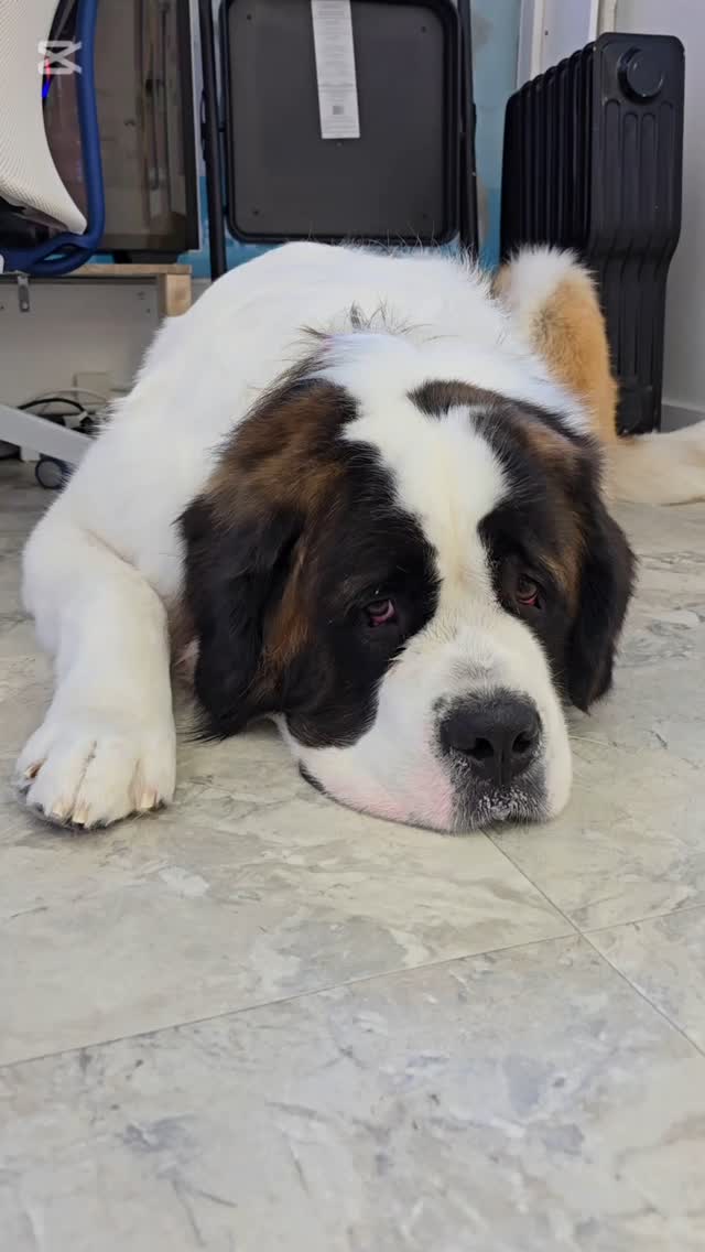 Bruno, Mr Saint Bernard dog, so gorgeous and so big❤️#saintbernard #tsawwassen #saintbernardsofinstagram #catgrooming #saintbernardpuppy #petgroomingvancouver #pergroomingsalon #groomingcanada #doggroomer #groomingday #groomingbc #doggroomer #saintbernardlovers #saintbernardmix #groomersdog #tsawwassen #ladner