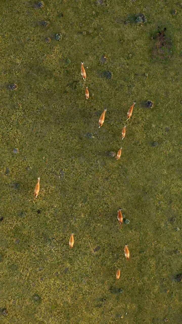 🎥
A quick @tiffencompany filter swap ready to capture these wild guanacos roaming in Chilean, Patagonia.
Shot in 2019 outside the national park on the Mavic pro 2 Hasselblad.
Having the correct ND and polarizer filter helped keep my shutter speed at 180° for a more cinematic shot.
We can’t recommend Tiffen filters enough to take your photos/videos to the next level!
•
#Tiffen #nd #filters #dji #dronegear #dronelife #patagonia #chile #aerial #cinematography #torresdelpaine #travel #wonderful_places #natgeo #natgeoyourshot #natgeowild #beautifuldestinations