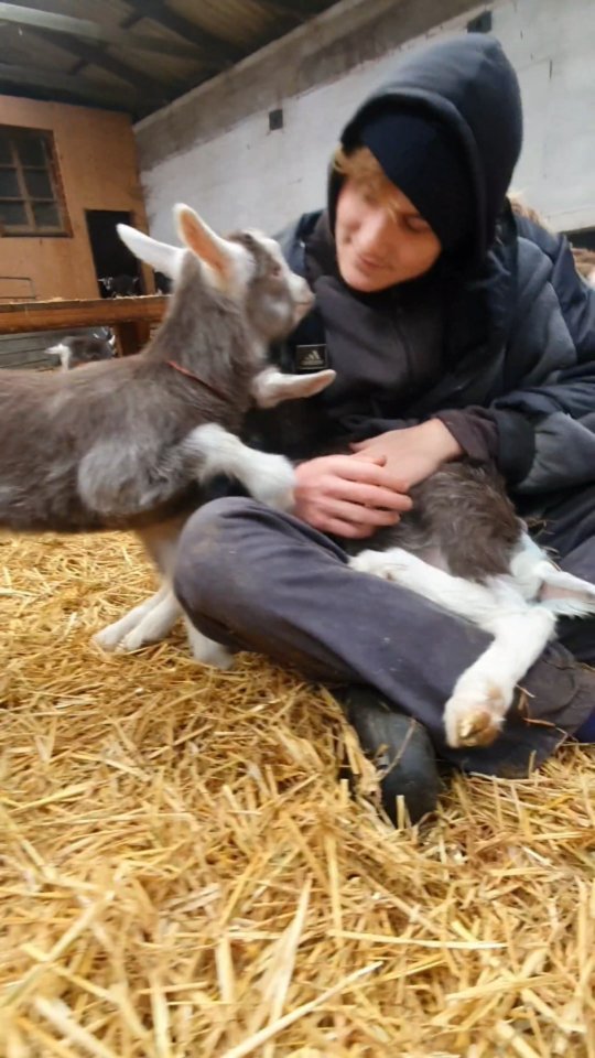 Team Lammzeit 2022 😍
Selina Roni Salome Emil Sören
#bioland #muttergebundenekitzaufzucht
#Landwirtschaft #farmergirl #farmlife #farmboy #funtime #cute #cuddles #love #goatcheese #tasty #sustainable #wissenwoesherkommt #ökologisch #ziegen #goat #workhard #workhardplayhard #peaceful #lebenmitkindern #2022 #lammzeit #wendland #wendlandliebe #wendlandziege #niedersachsen #lüchow
