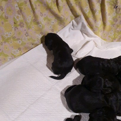 Erste wackelige Schritte 🥰
#americancocker #americancockerspaniel #americancockerspanielpuppy