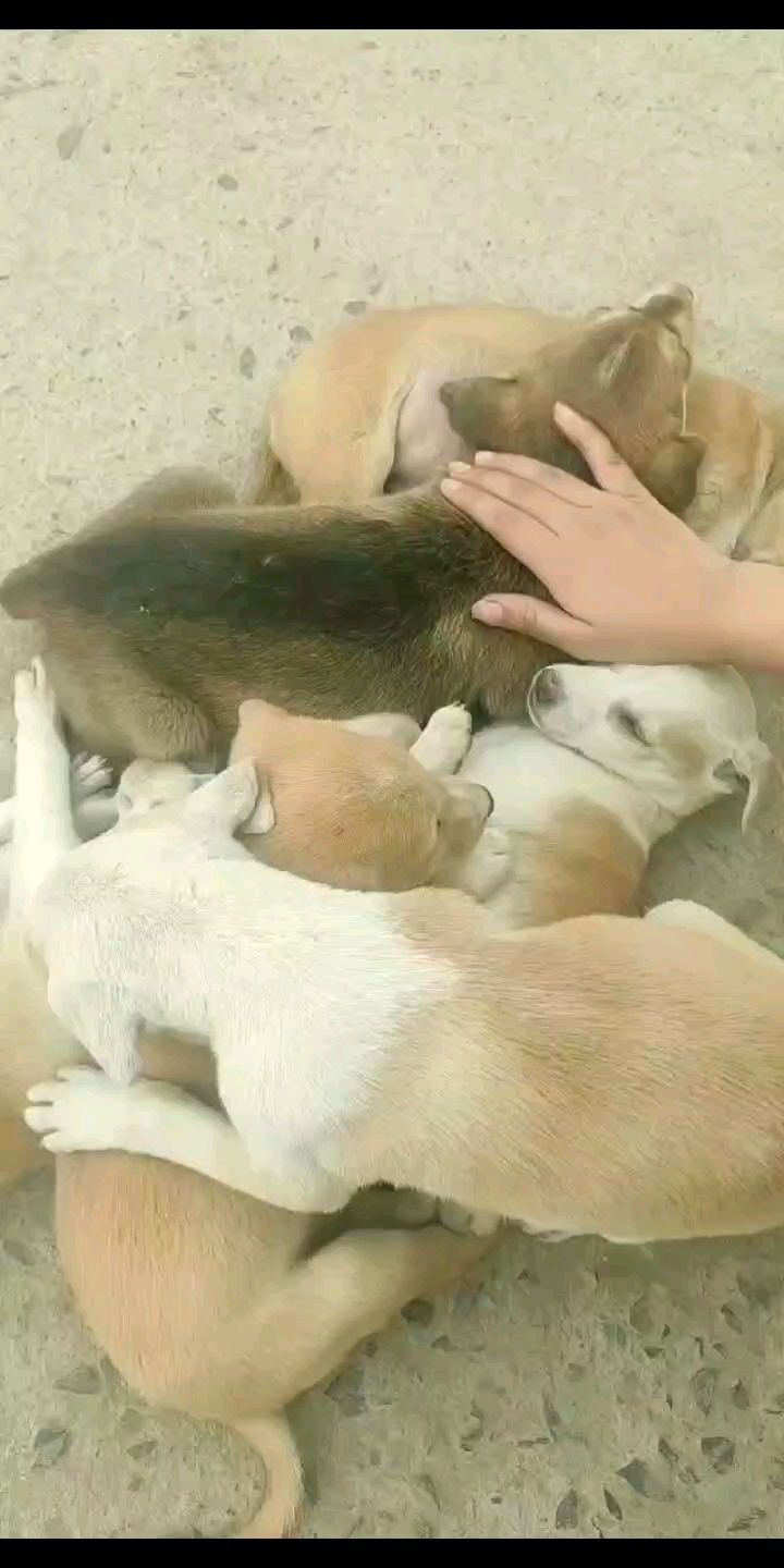 Puppies are the best Pills ❤🐶
.
.
.
@puppys.heaven @indiapups
.
.
#pupppies #puppie #doggomemes #doggolove #doglove❤️ #dogloverchile #puppy_tales #puppy🐶 #animalabuse #animalsaddict #doggoreels #dogreels #reelsvideo #reelsvideo #animalpolis #animalworld #animalfanatics #animalsinfluence #animalworld