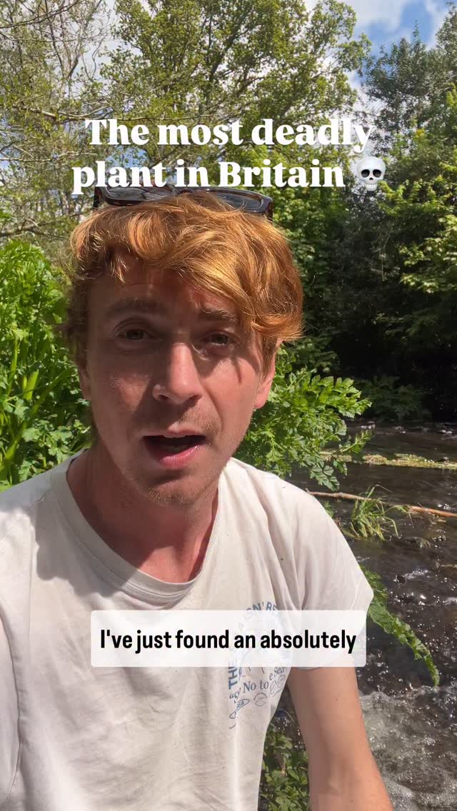 This is how it kills you… CONTENT WARNING its pretty graphic. If you ate a handful of hemlock water dropwort, after about half a minute you would start to tremble. You would feel a burning in your digestive tract as the oenanthotoxin took effect, possibly vomiting and and experiencing muscle spasms. After a minute or two the toxin gets into your mind. It can cause terrible confusion and even psychosis before it starts setting into your muscles. You would go weak and within an hour your respiratory system would be hit hard. You won’t be able to call an ambulance as your mouth and your brain won’t match up an longer. Eventually your lungs would give way.
So. Be safe kids, make sure you’re 100% sure you know what you’re eating. HWD looks very similar to cow parsley, wild celery and other wild carrots.
Follow for more actually edible ones 😉
#foraging #deadly #hemlock #poison #deadlyplants