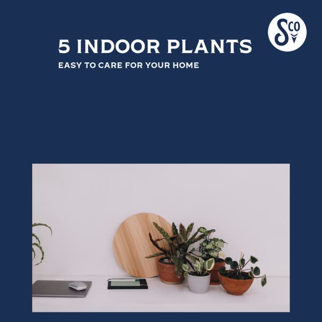Celebrate Mom with Greenery That Grows! 🌿💐
This Mother’s Day, skip the usual and give her something that lasts—like one of these 5 easy-to-care-for plants that bring life, love, and a touch of calm into any space. 💗
Whether you're surprising your mom, gifting yourself, or just adding a little beauty to your home, these beginner-friendly plants are the perfect way to say "you deserve something that thrives."
🌱 Peace Lily
🌿 Snake Plant
🌵 Aloe Vera
🌿 Pothos
🌱 Mother-in-Law’s Tongue (it’s even got “mother” in the name!) 😉
At South & Company Properties, we believe home is where love grows—and what better way to celebrate that than with something green and growing this Mother’s Day? 🏠🌸
Looking for the perfect place to grow together? Let’s find your dream home. 📲
#SouthAndCompanyRealEstate #MothersDayVibes #EasyCarePlants #HomeSweetHome #GreenLiving #PlantLovers #RealEstateWithHeart #MotherInLawsTongue