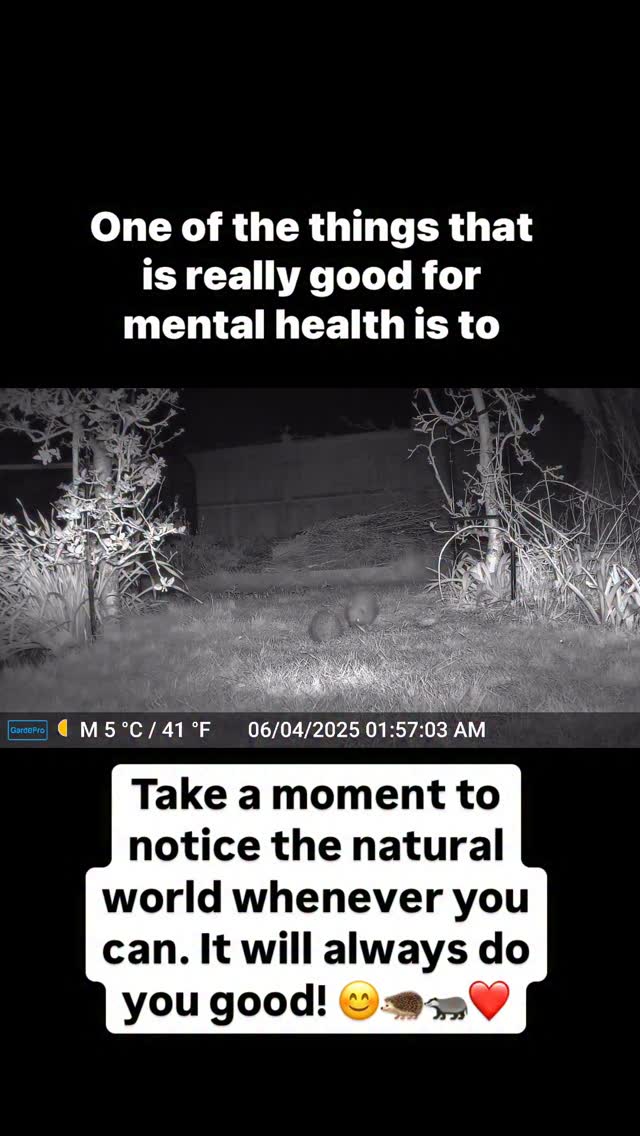 Noticing nature always does us good. Whether it is taking a moment to listen to the birds, watching the buds start to open on the trees or stopping our busy lives for a moment to watch a butterfly, even a tiny bit of nature is good for our wellbeing. I know not everyone has a garden or has the chance to go on holiday, but it is amazing how much nature goes on under our noses without us realising. We never knew we had hedgehogs in our garden until we got a cheap wildlife camera, and now we know we have two or three different ones visit every night - and that they can fight too! 🦔 We are really hoping we might see some hoglets this spring!! I will post about it if we do!! And we have never seen a badger before, it was so exciting to see them stop and have a midnight chat near where we stayed on holiday! 🦡
What are you noticing in nature at the moment? Do you have a wildlife camera? Or is it birds on a feeder, or something you see on a walk, or a special sign of spring that brings you joy (or autumn if you are in the Southern hemisphere). I’d love to hear about what brings you joy in nature!
#nature #mentalhealth #wellbeing #spring #hedgehogs #badgers